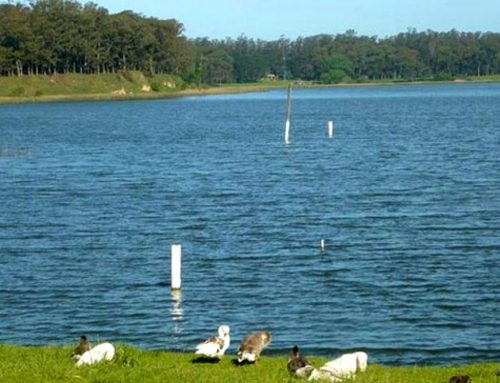 Atracciones Imperdibles en Mar del Plata: Cultura, Naturaleza y Legado Histórico